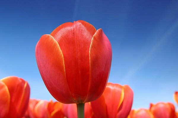 Gros plan de tulipes rouges