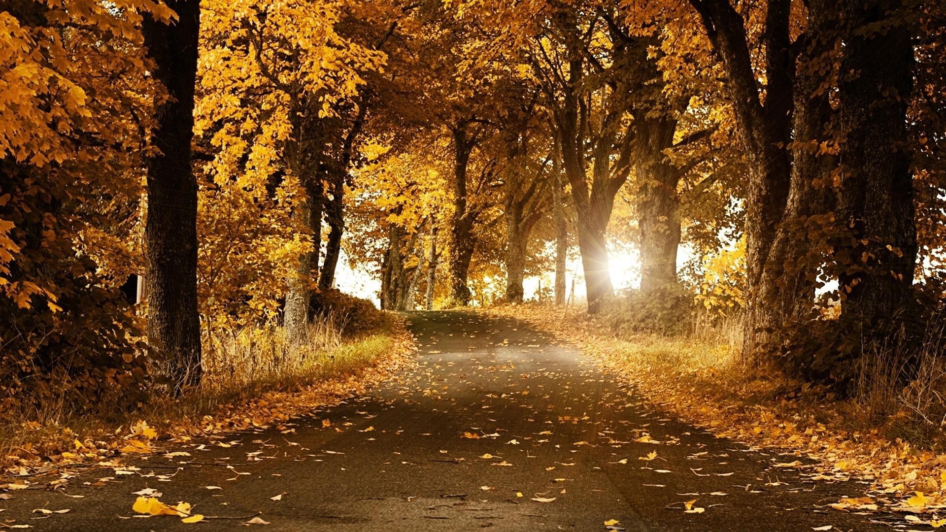 sonbahar sonbahar yaprak ağaç ahşap yol doğa park açık havada manzara rehberlik sokak cadde sis şafak güzel hava akçaağaç sokak