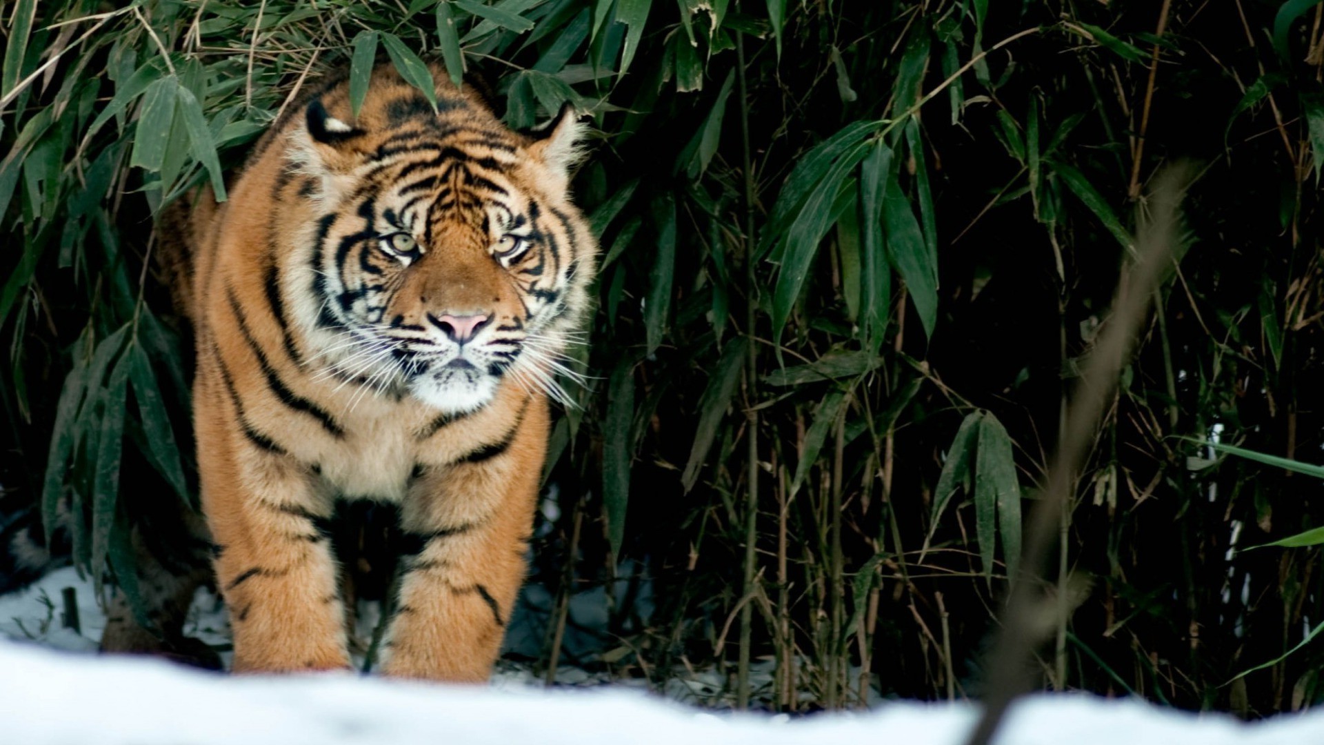 tiger tierwelt katze tiger säugetier raubtier dschungel jäger gefahr fleischesser wild tier natur zoo groß jagd safari pelz auge suchen