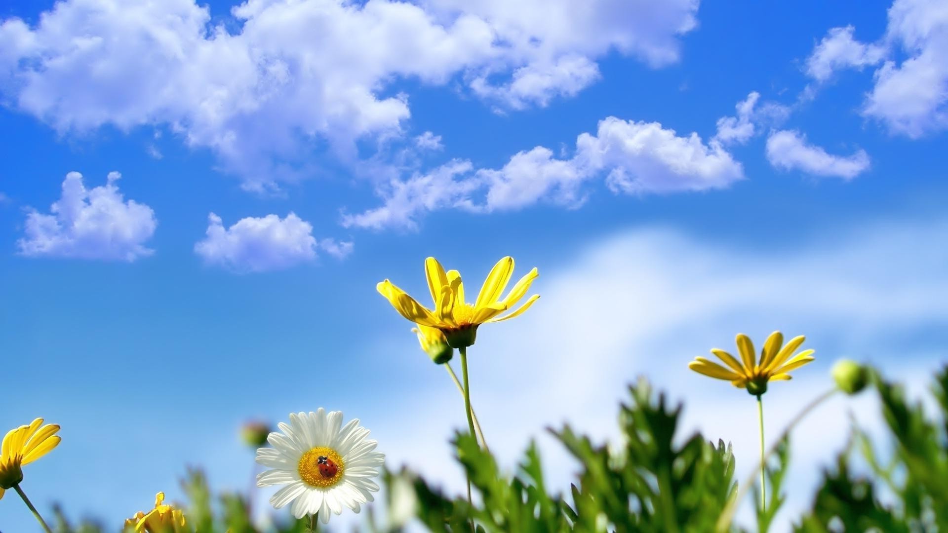 marguerites nature fleur été soleil beau temps champ croissance flore herbe foin rural ensoleillé feuille ciel lumineux jardin extérieur environnement