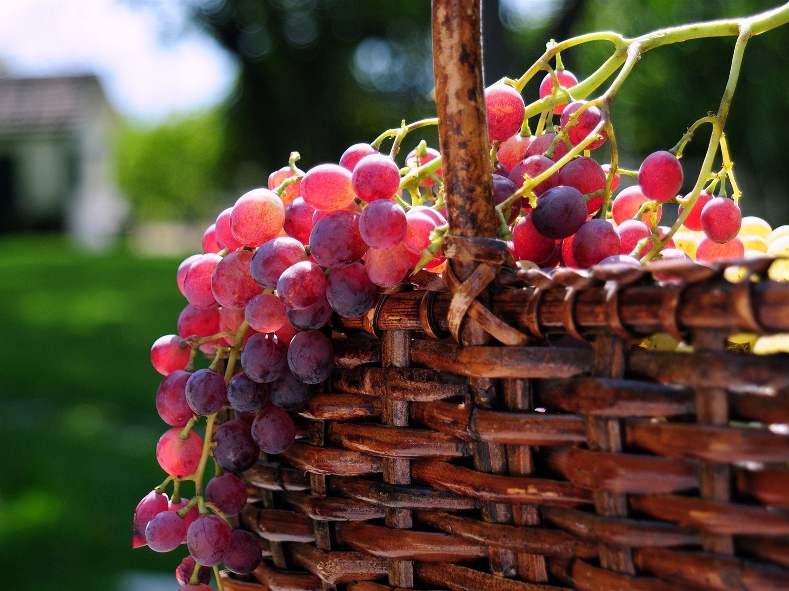 beeren obst lebensmittel rebe trauben haufen weingut cluster korb wachsen natur weinberg wein weide garten süßwaren beere grapevine landwirtschaft saftig farbe