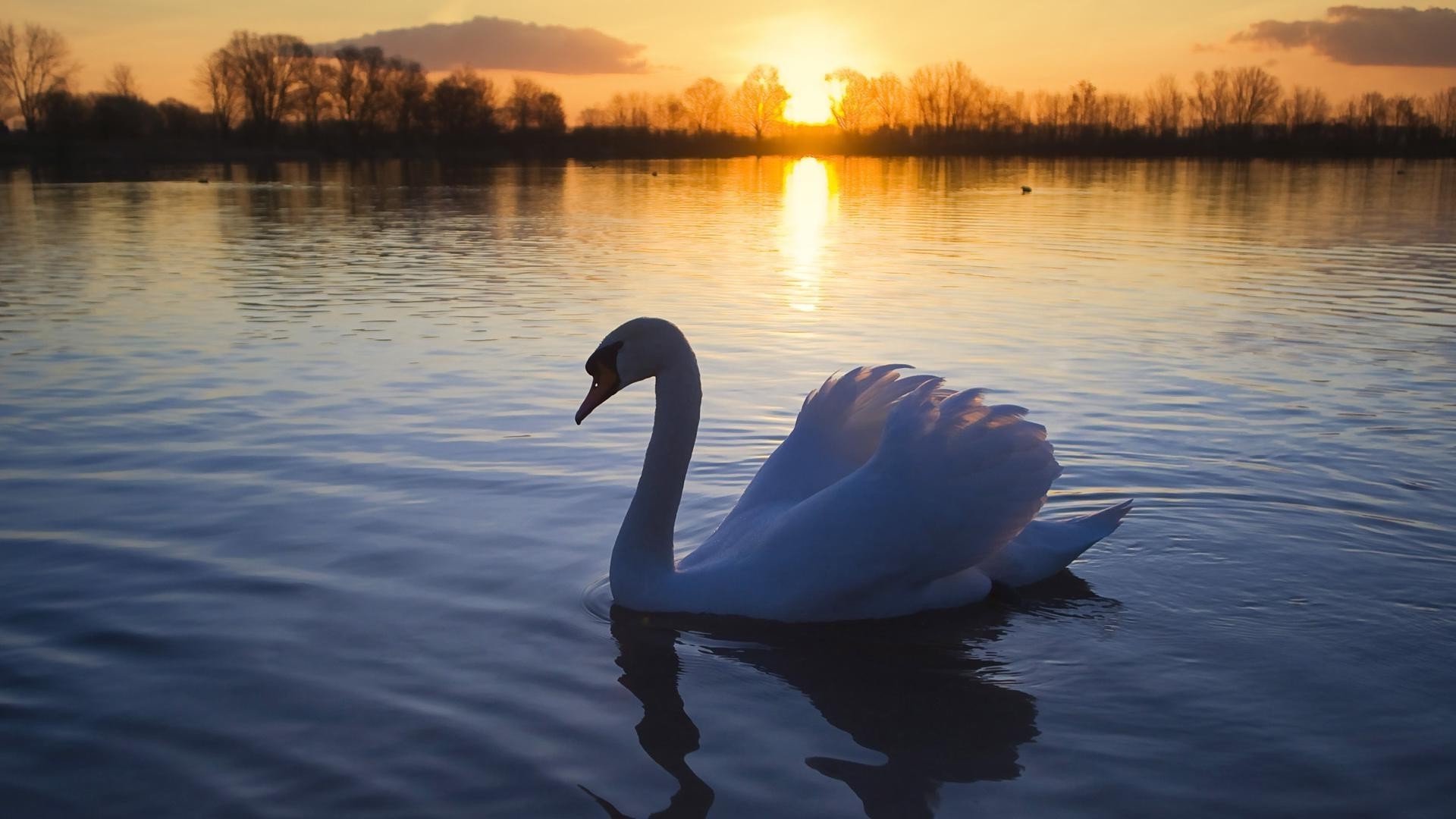 animali lago acqua riflessione cigno piscina fiume alba natura tramonto uccello all aperto paesaggio