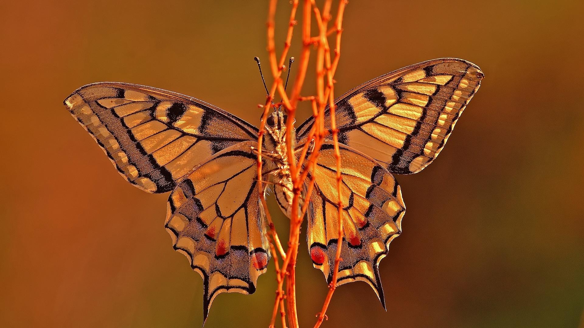 природа насекомое бабочка монарх загрузить