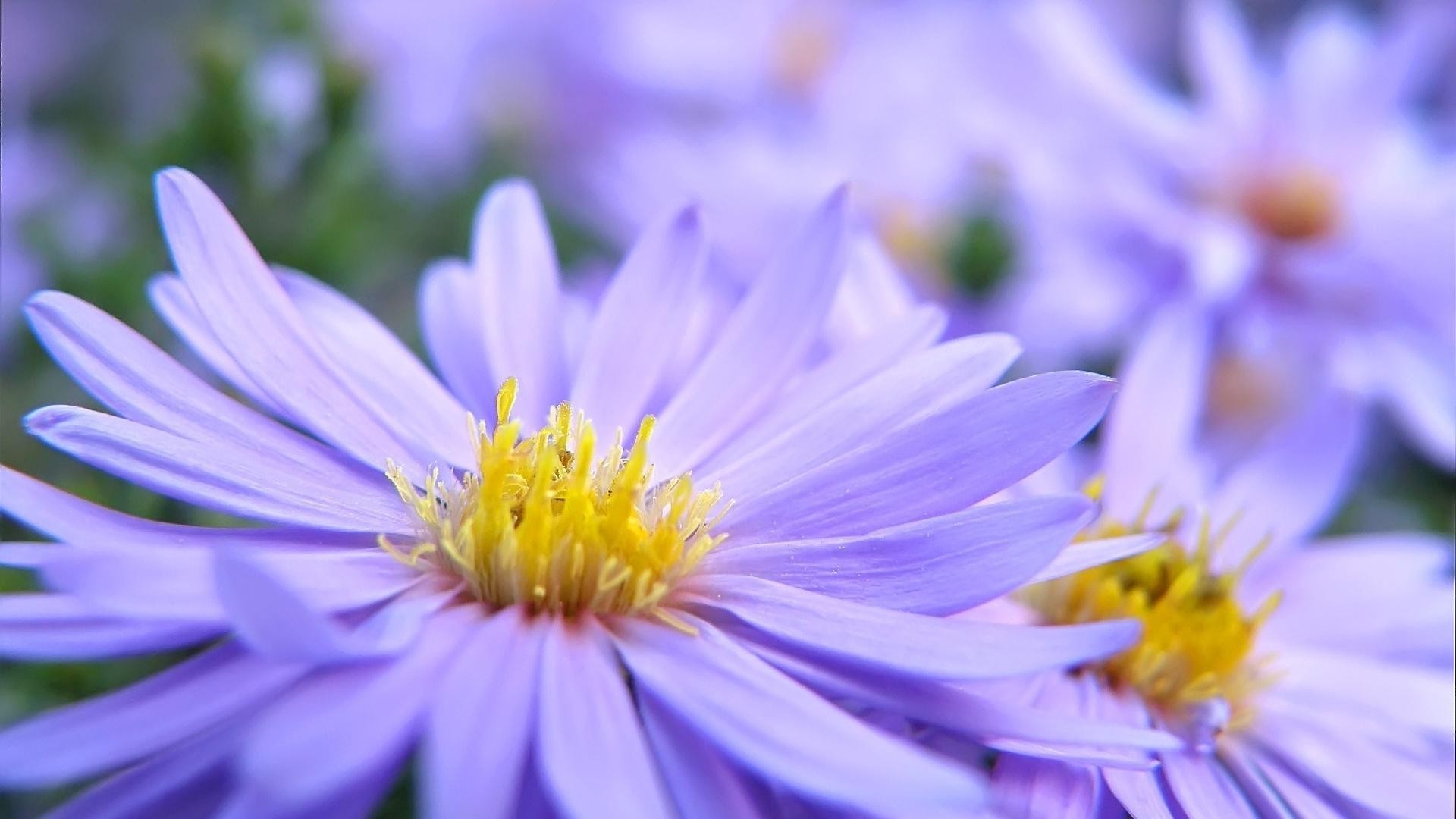 zbliżenie natura kwiat lato flora ogród liść bluming płatek kwiatowy kolor jasny zbliżenie piękny delikatny wzrost