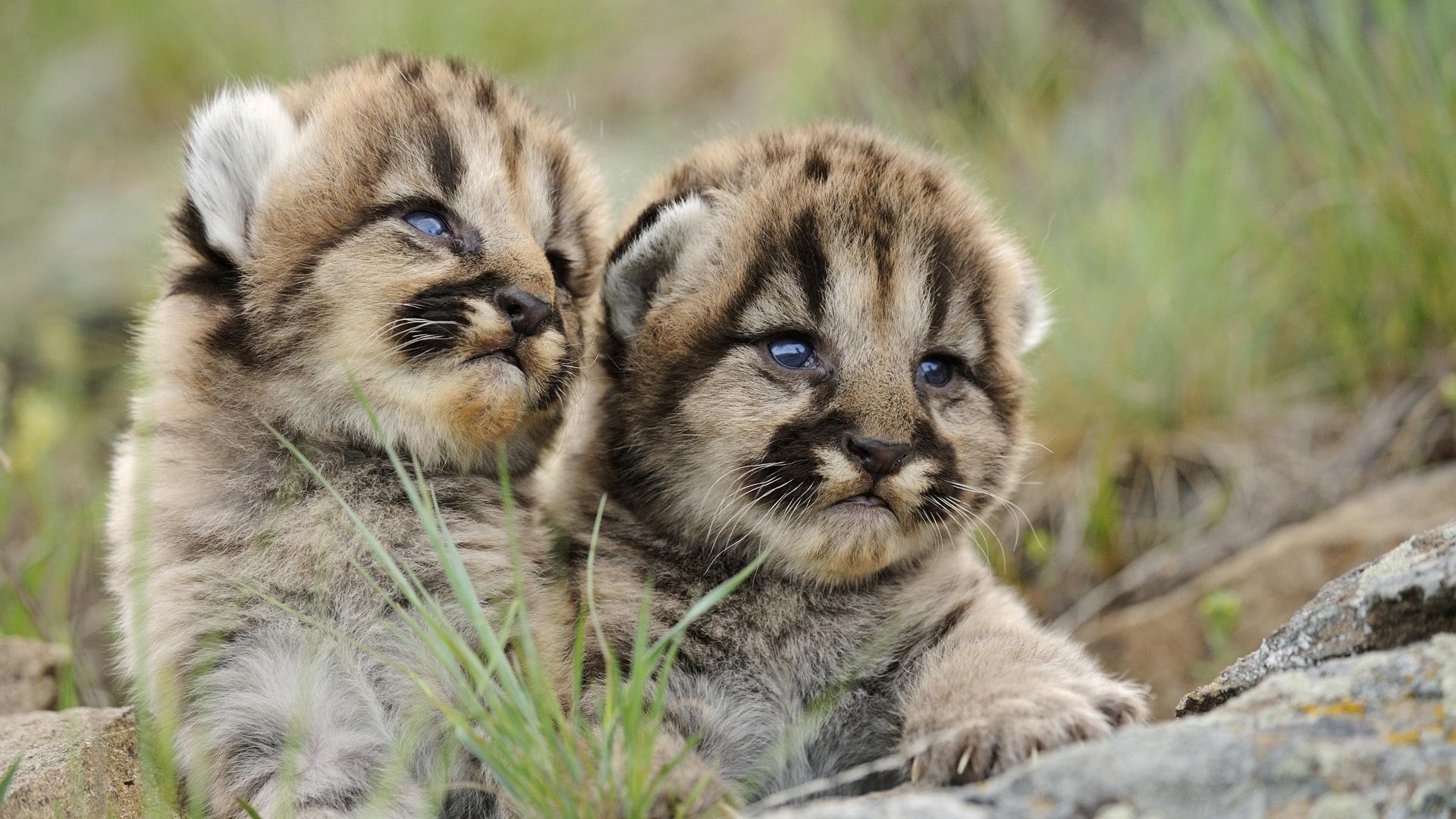 tigres gato mamífero animal vida selvagem natureza pele selvagem comedor de carne fofa grama predador pequeno lobo jardim zoológico