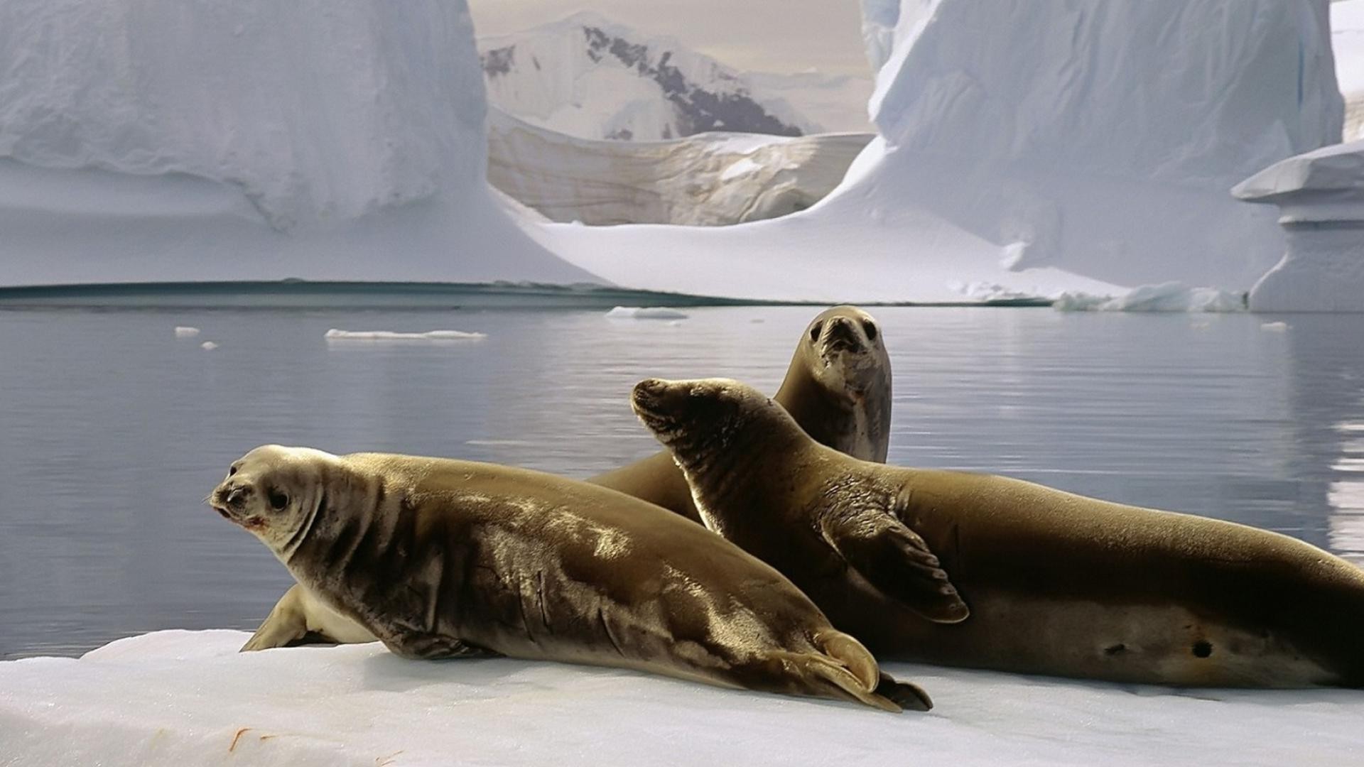 tiere drucken schnee säugetier frostig winter wasser eis tierwelt tageslicht ozean ein kälte meer im freien zwei meer liegend seitenansicht natur