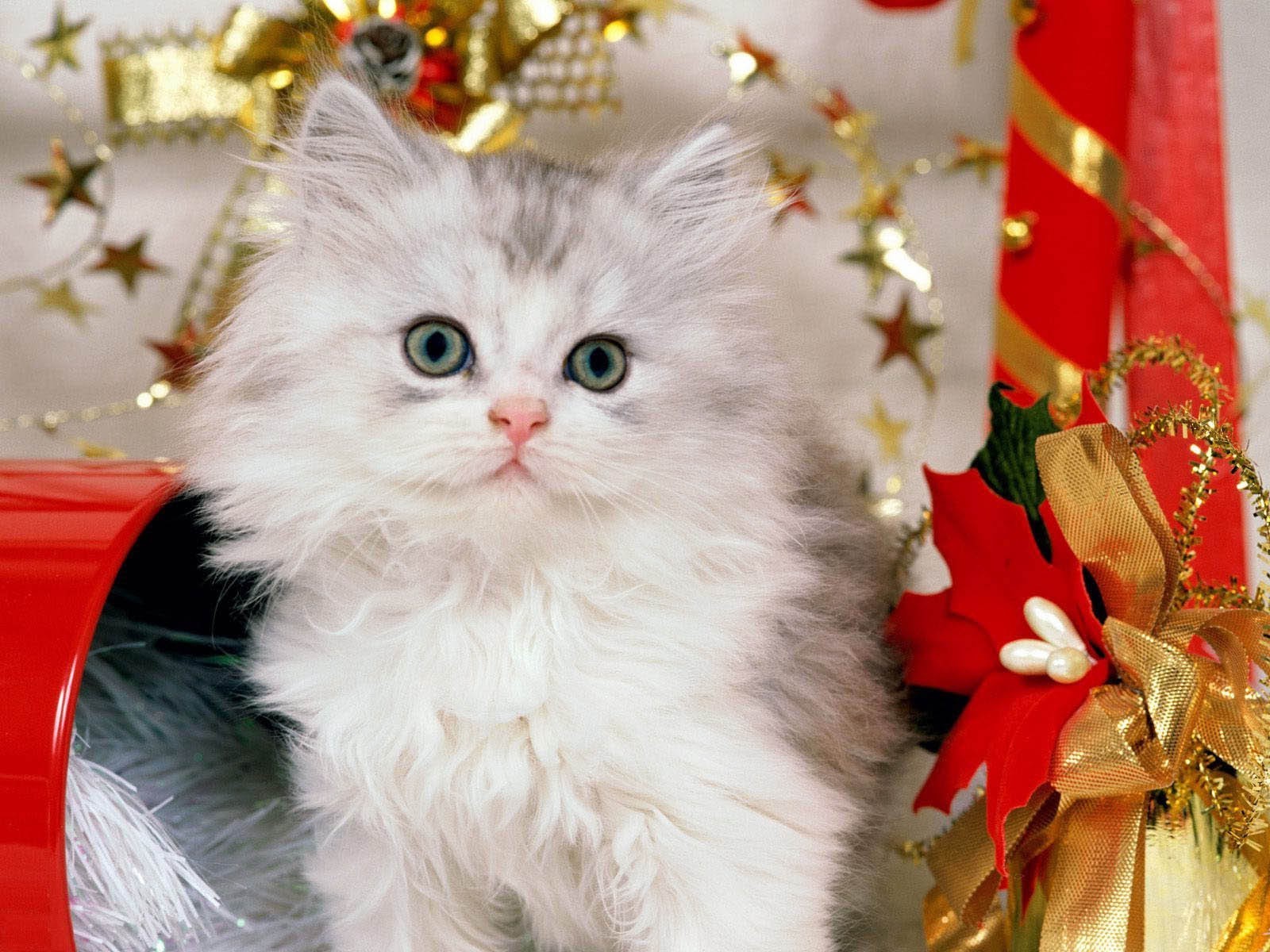 katzen weihnachten urlaub katze geschenk porträt niedlich pelz