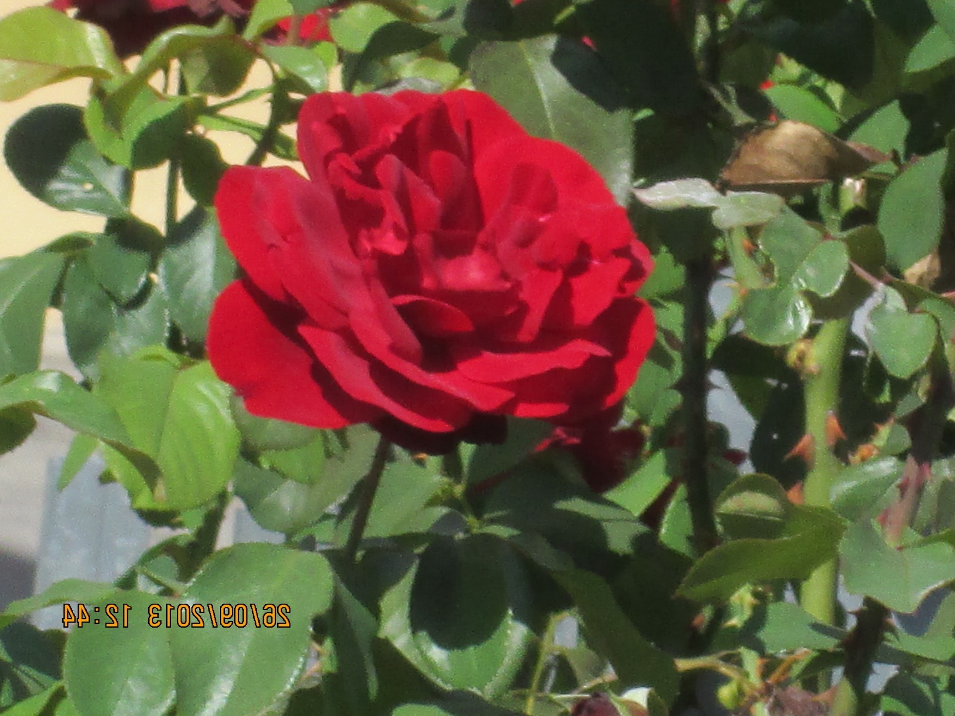 fleurs feuille nature fleur flore rose jardin été à l extérieur romance pétale floral croissance lumineux amour