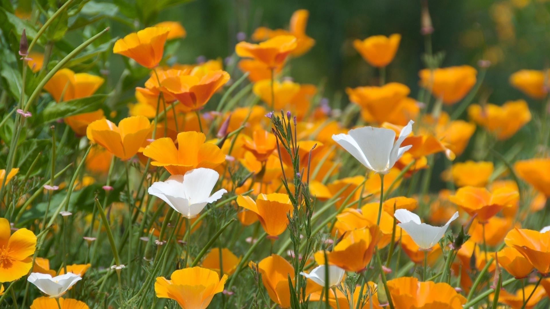 flowers nature summer flower field grass flora bright fair weather outdoors garden leaf hayfield color poppy rural blooming petal floral sun