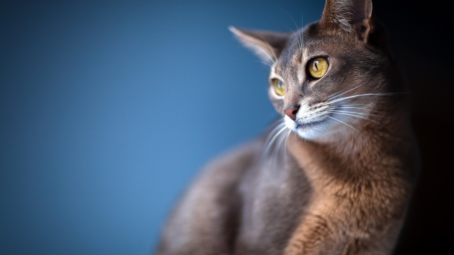 gatti gatto occhio ritratto carino mammifero anteprima pelliccia singolo animale giovane animale capelli