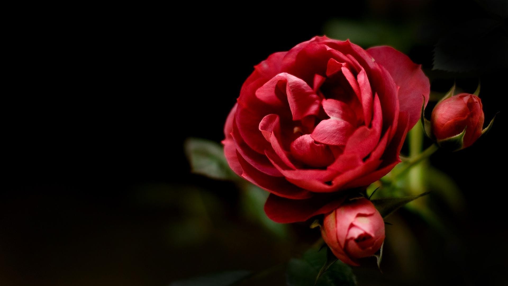 rosa fiore foglia amore natura petalo matrimonio romanticismo flora colore floreale romantico bella