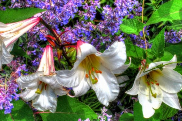 Lockige Blüten sind weiß mit rosa