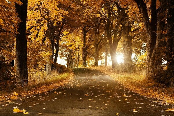 Matin ensoleillé dans la forêt d automne