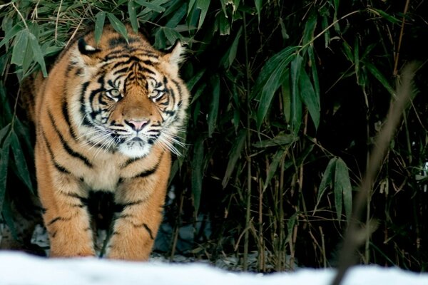 Tiger auf der Jagd im Wald