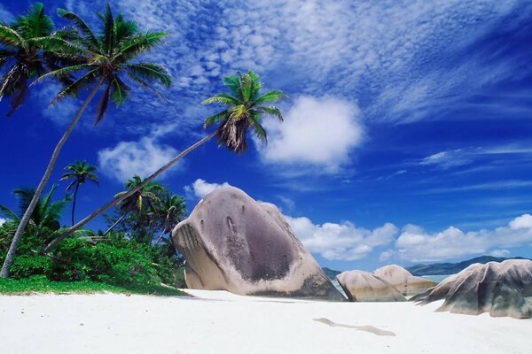 Nature on the beach under palm trees near the ocean