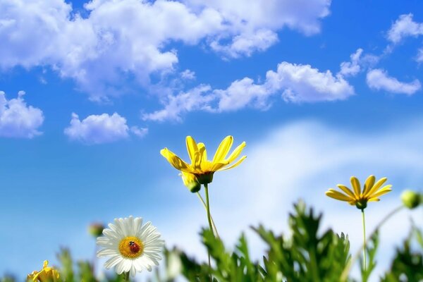 Bright summer sky and daisies