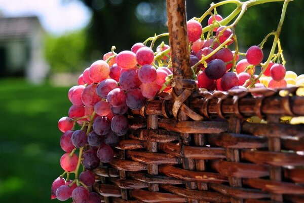 篮子里有成熟的红葡萄