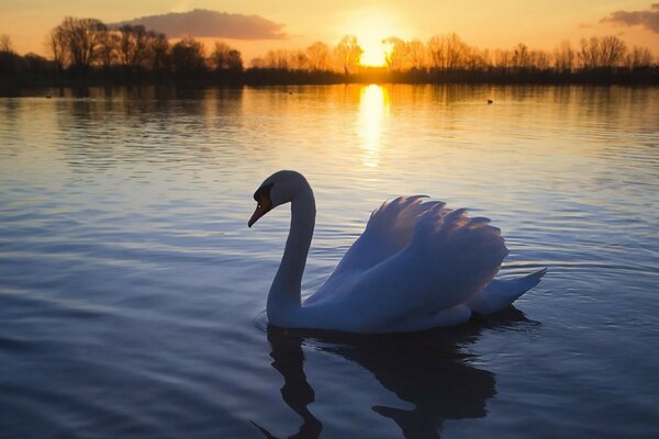 Cisne en el lago al atardecer