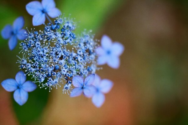 Blue flowers close-up