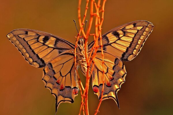 Der Schmetterling ist das Insekt unserer Natur