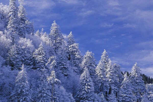 Üppige Weihnachtsbäume und klarer blauer Himmel