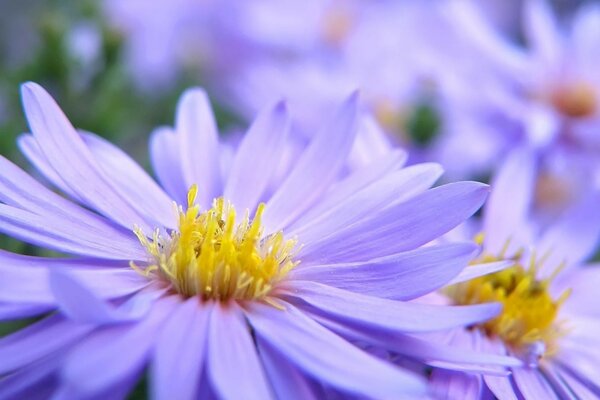 Purple flowers close-up