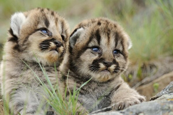 I bambini più carini del predatore a strisce