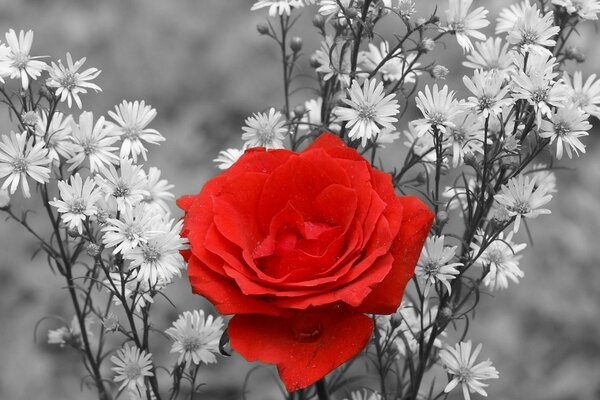 Rose parmi les marguerites blanches comme neige