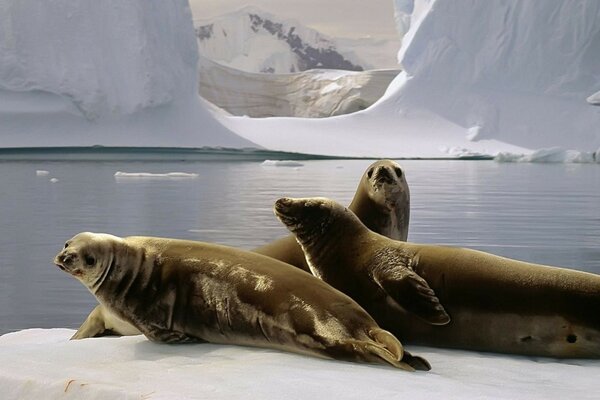 Three seals on an ice floe in the middle of the ocean