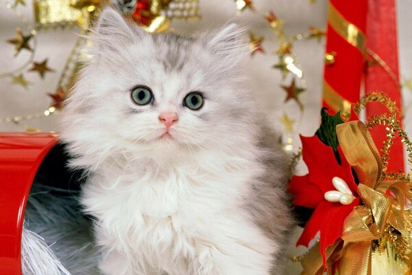 A cat sits next to Christmas presents