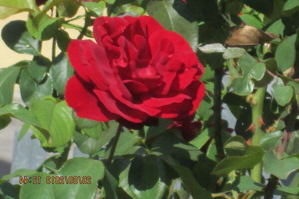 Naturaleza. Flor roja. Pétalos