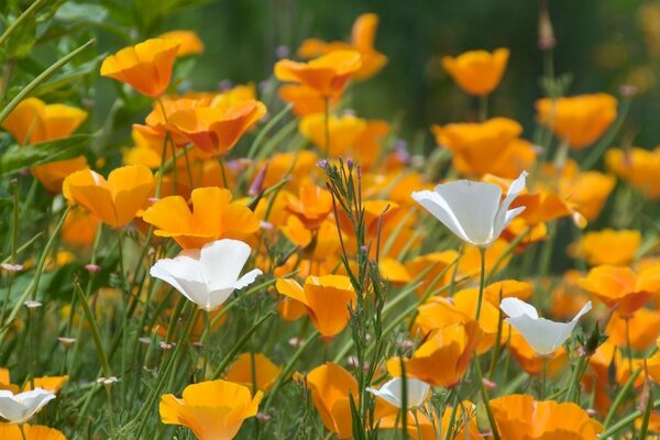 Beautiful flowers in the field are orange and white