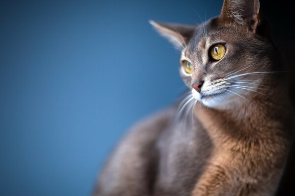 Lindo gato con ojos amarillos