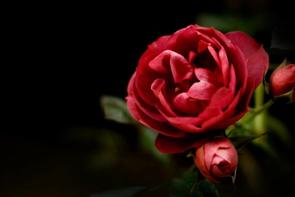 एक अंधेरे पृष्ठभूमि पर सुंदर लाल गुलाब