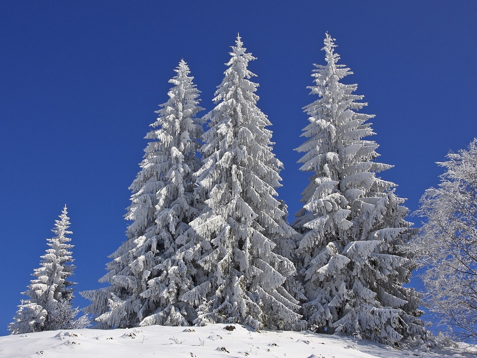 arbres neige hiver gel froid bois glace congelé sapin montagne arbre nature pin evergreen sapin paysage saison