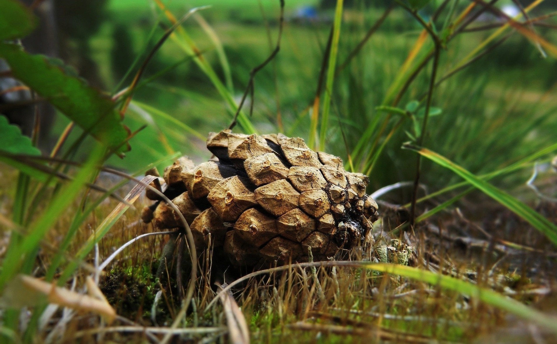 plants nature grass outdoors tree flora food close-up wood season leaf environment