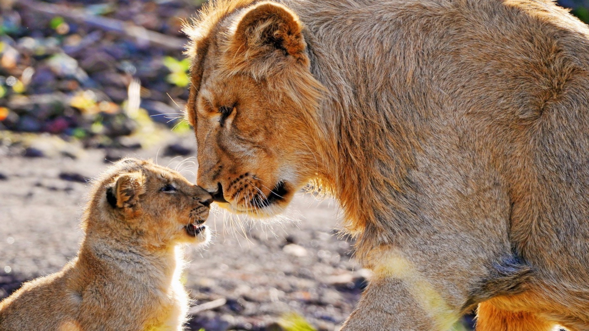 aslanlar memeli yaban hayatı kedi kürk aslan doğa hayvanat bahçesi hayvan vahşi yırtıcı hayvan portre safari avcı sevimli