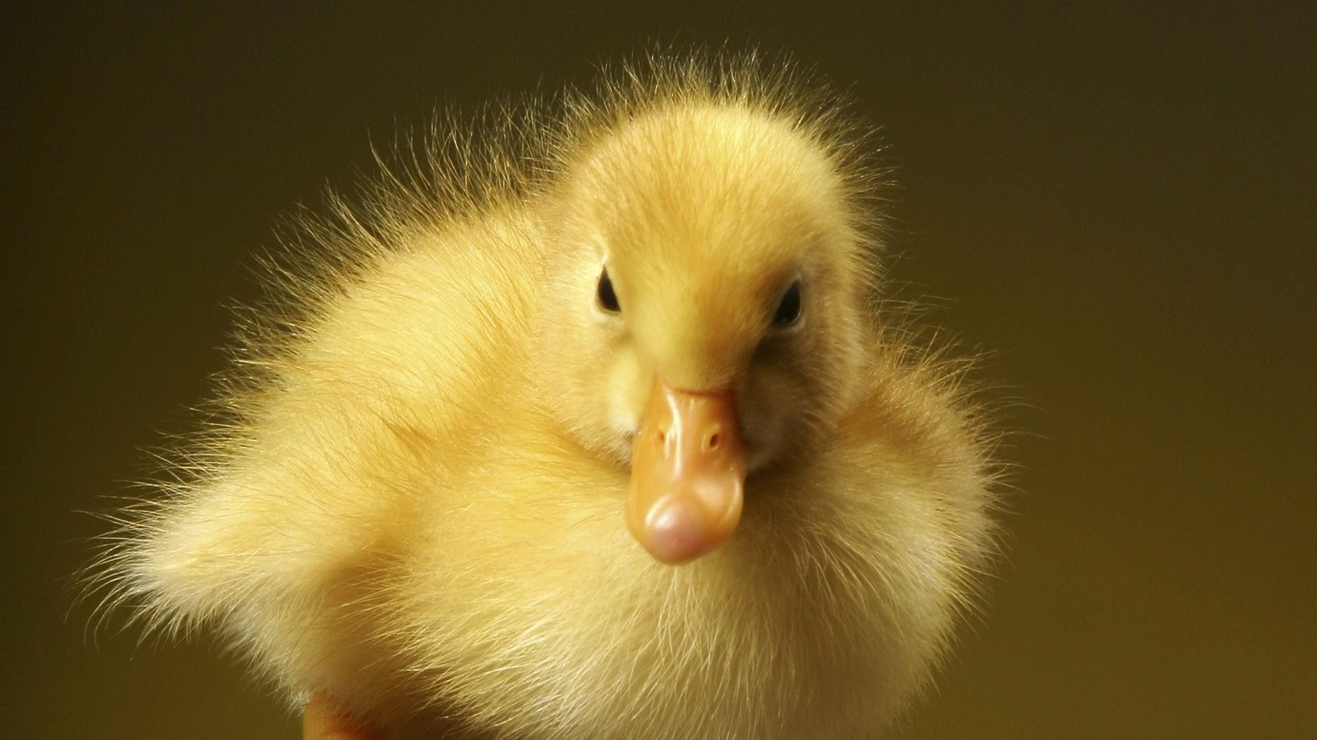 animals dame poultry goose baby bird cute easter little duckling duck newborn funny downy animal one