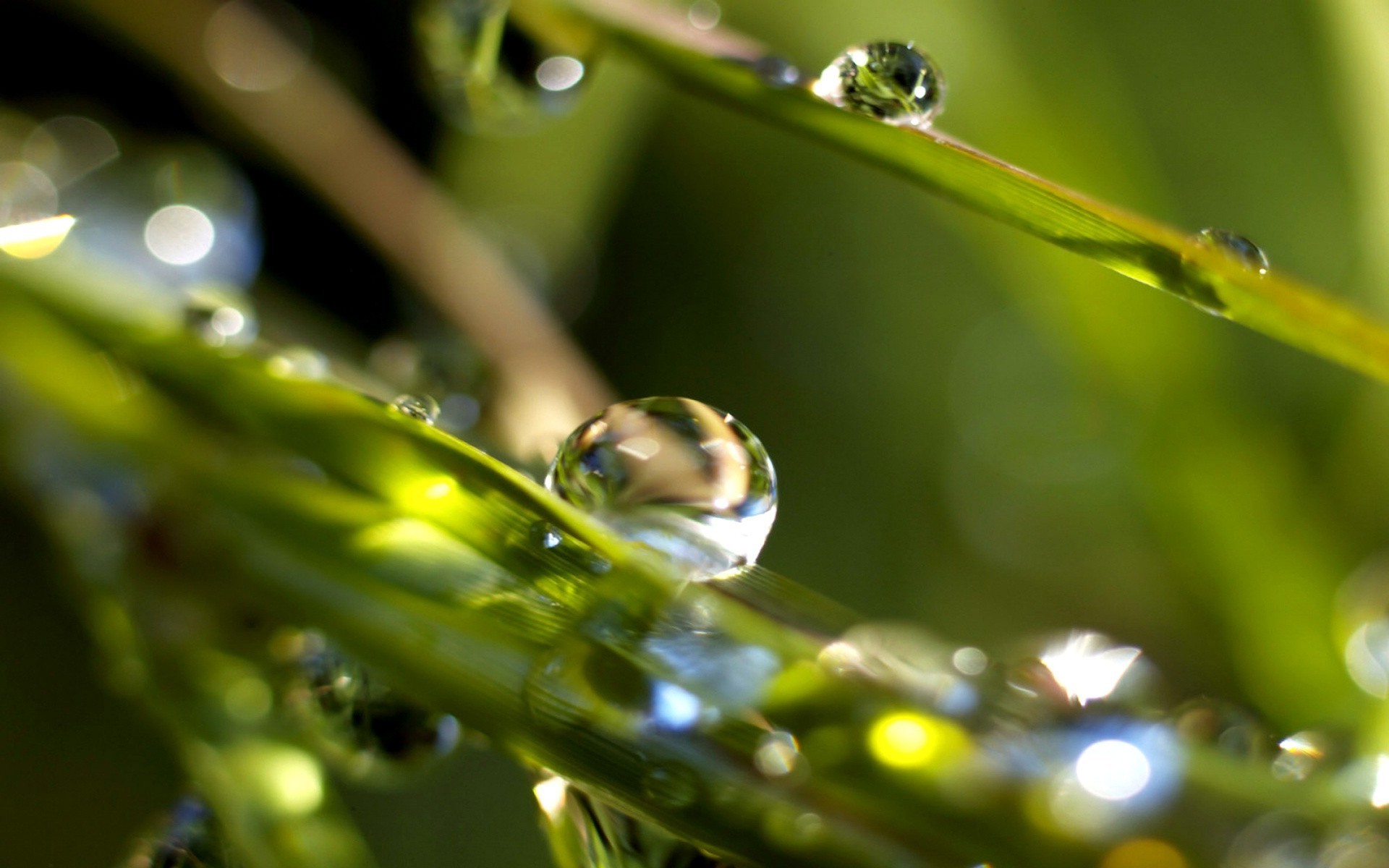 gouttelettes d eau pluie feuille rosée chute nature gouttes grenouille flore environnement humide eau couleur jardin gros plan animal herbe faune aube été