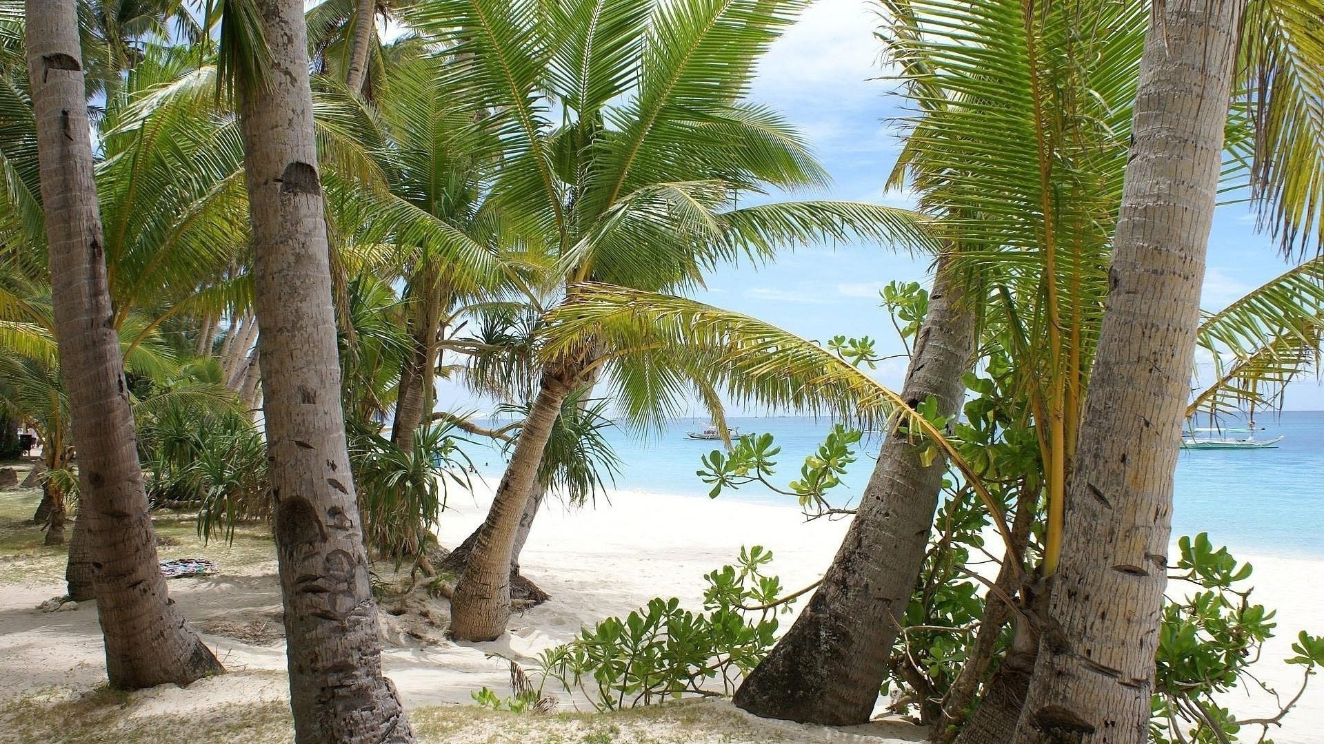 bäume tropisch palmen strand sand sommer urlaub baum meer exotisch natur reisen insel paradies ozean entspannung sonne resort wasser gutes wetter