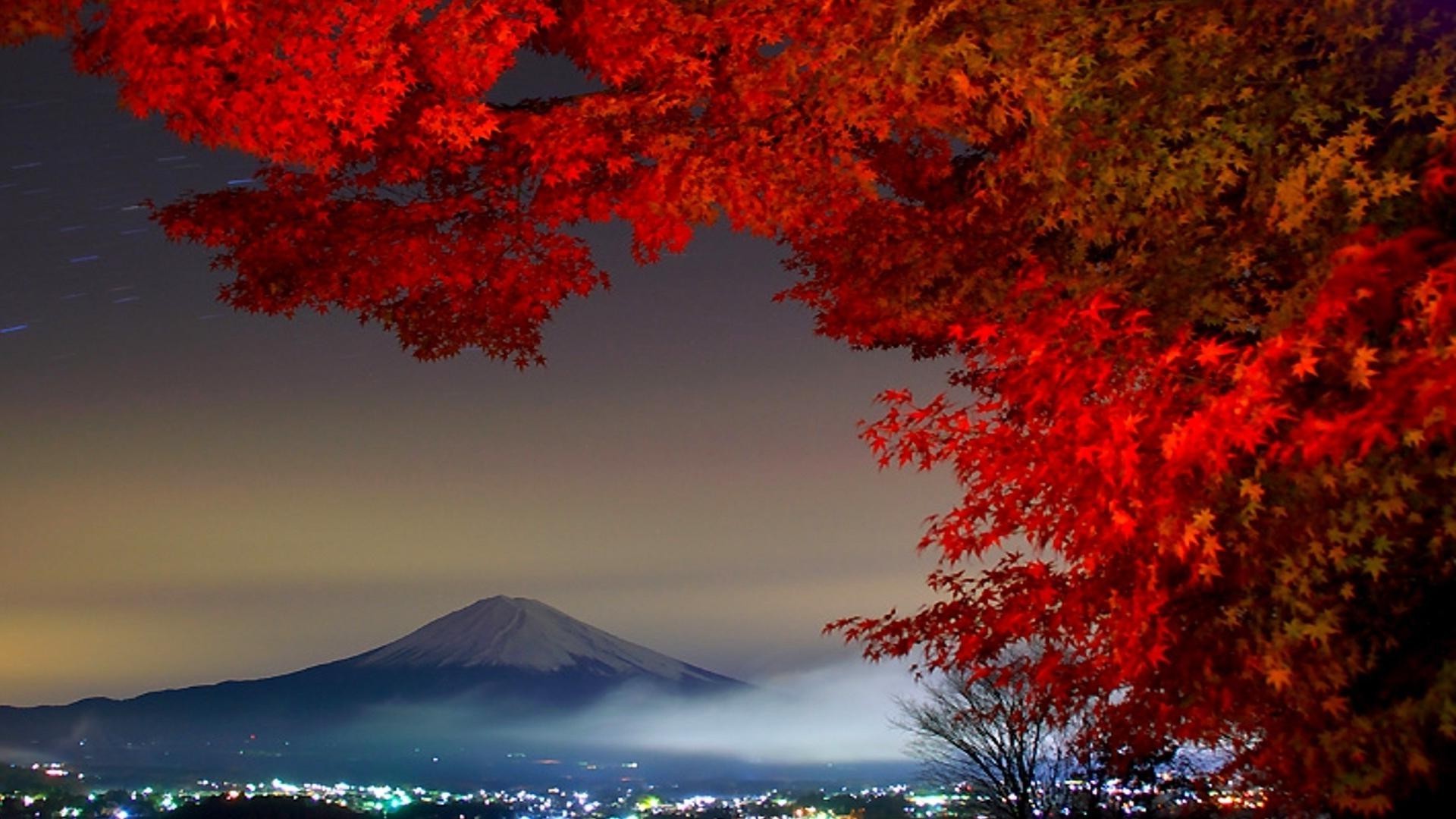 árboles árbol otoño naturaleza al aire libre invierno