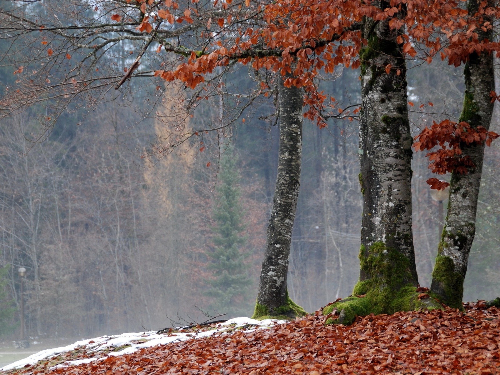 forest tree fall leaf nature wood season landscape winter branch park outdoors snow cold flora