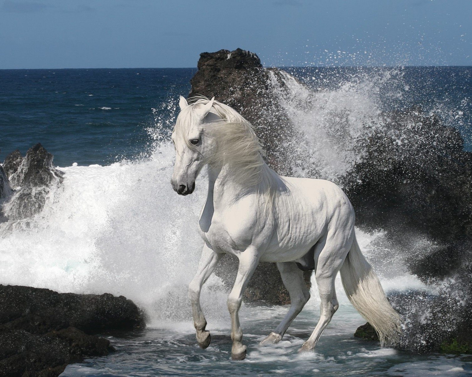 caballos mare caballería agua caballo mar mamífero cría de caballos semental playa animal océano bahía libertad movimiento cielo naturaleza prisa ecuestre