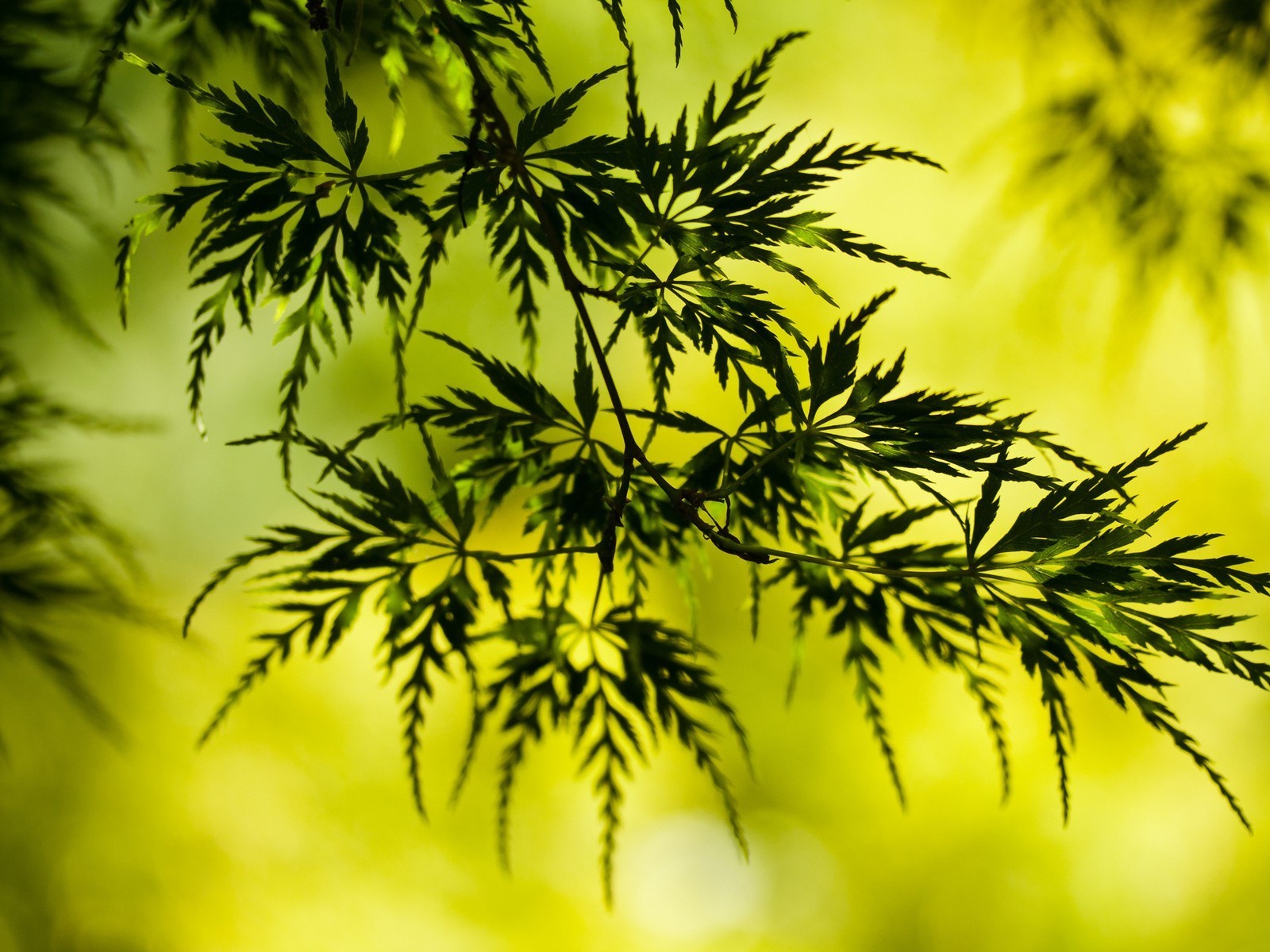 blätter natur flora blatt baum sommer desktop filiale üppig schließen hell farbe garten wachstum dekoration