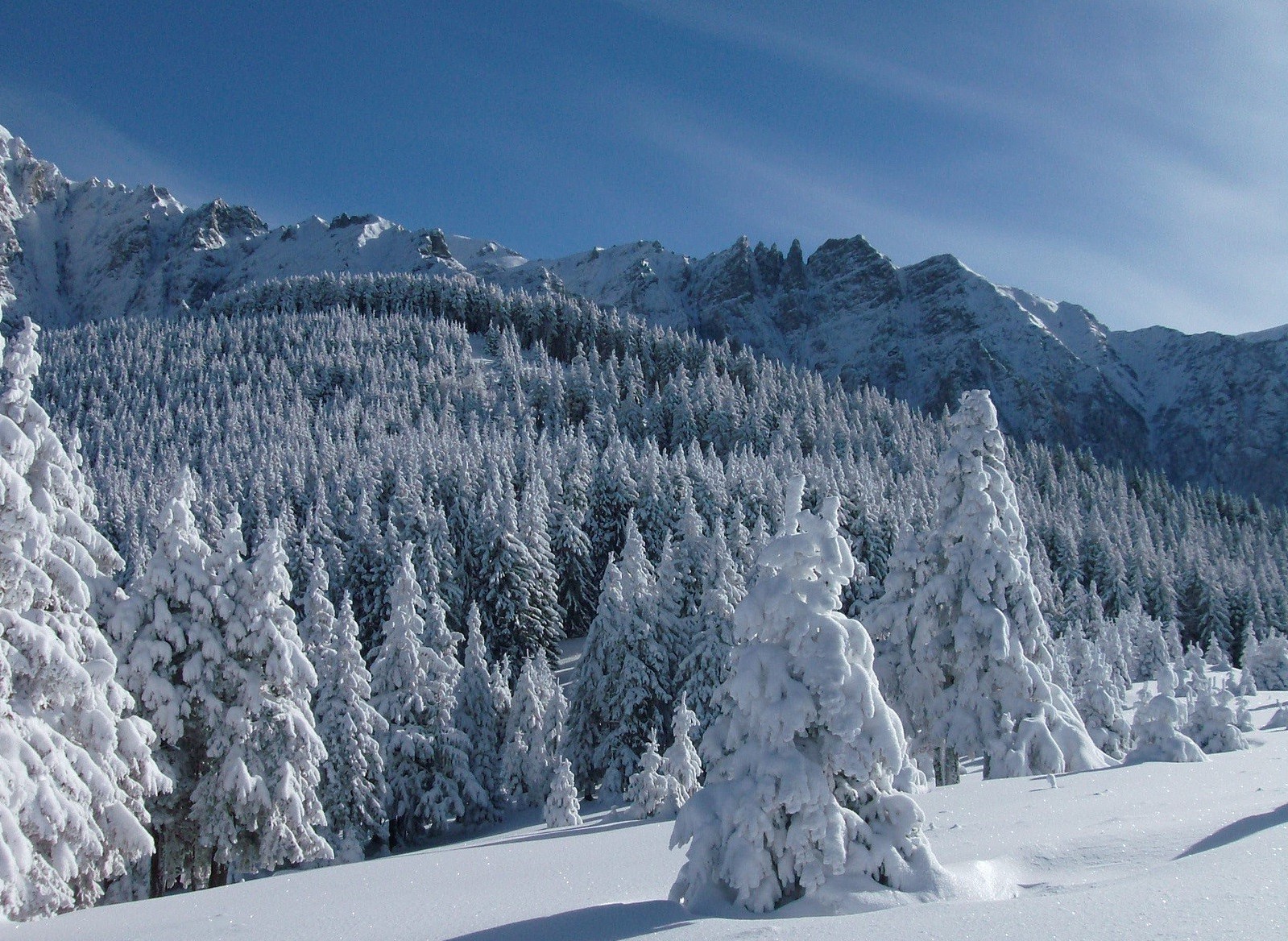 forest snow winter cold mountain frost ice wood scenic frozen snowy landscape evergreen weather powder resort season fir snowboard frosty