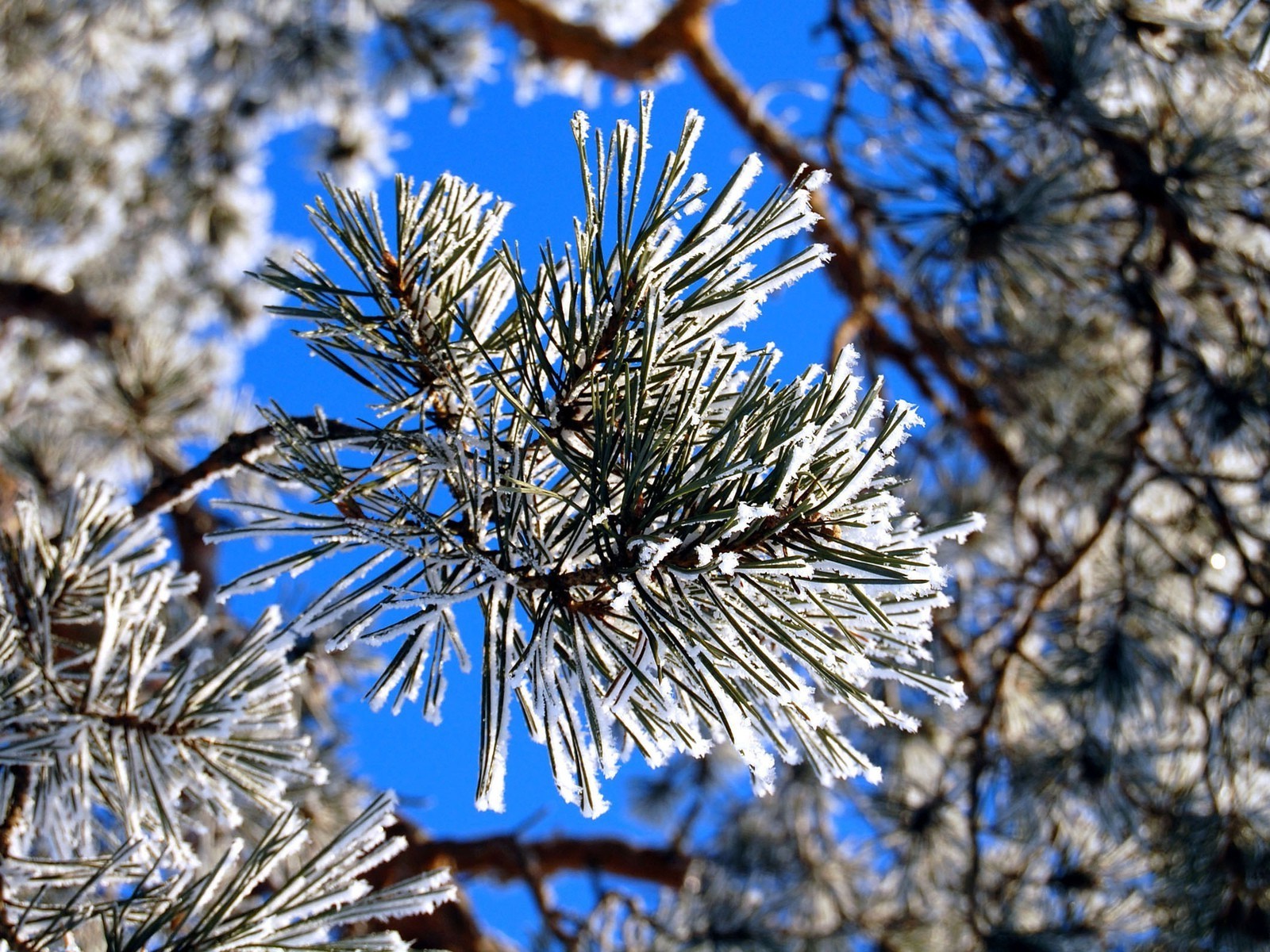 piante inverno albero ramo ago stagione pino natura natale gelo evergreen all aperto neve conifere conifere legno abete abete rosso flora cono