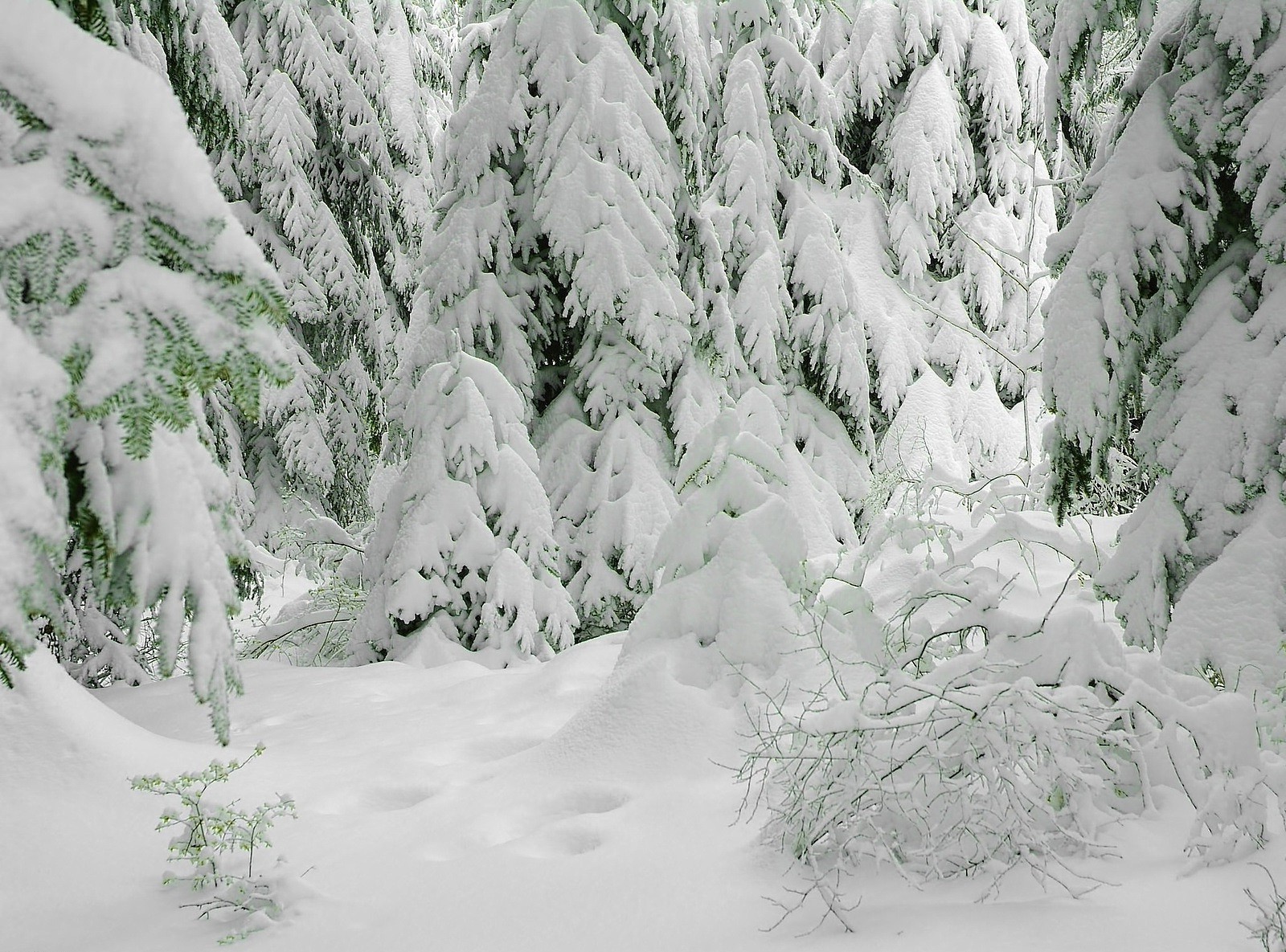 forêt neige hiver gel froid nature glace bois bois météo à l extérieur paysage congelé