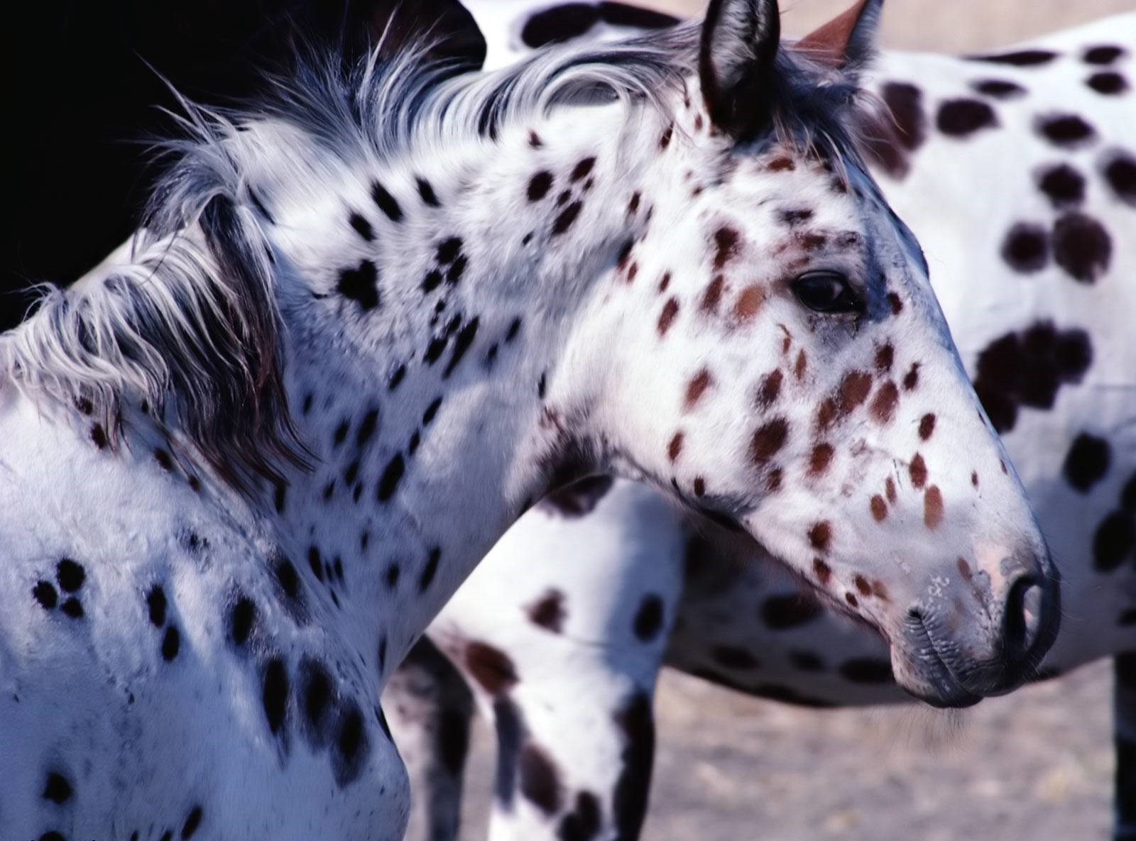 cavallo mammifero dalmata animale brufoloso ritratto natura fauna selvatica piccolo gatto