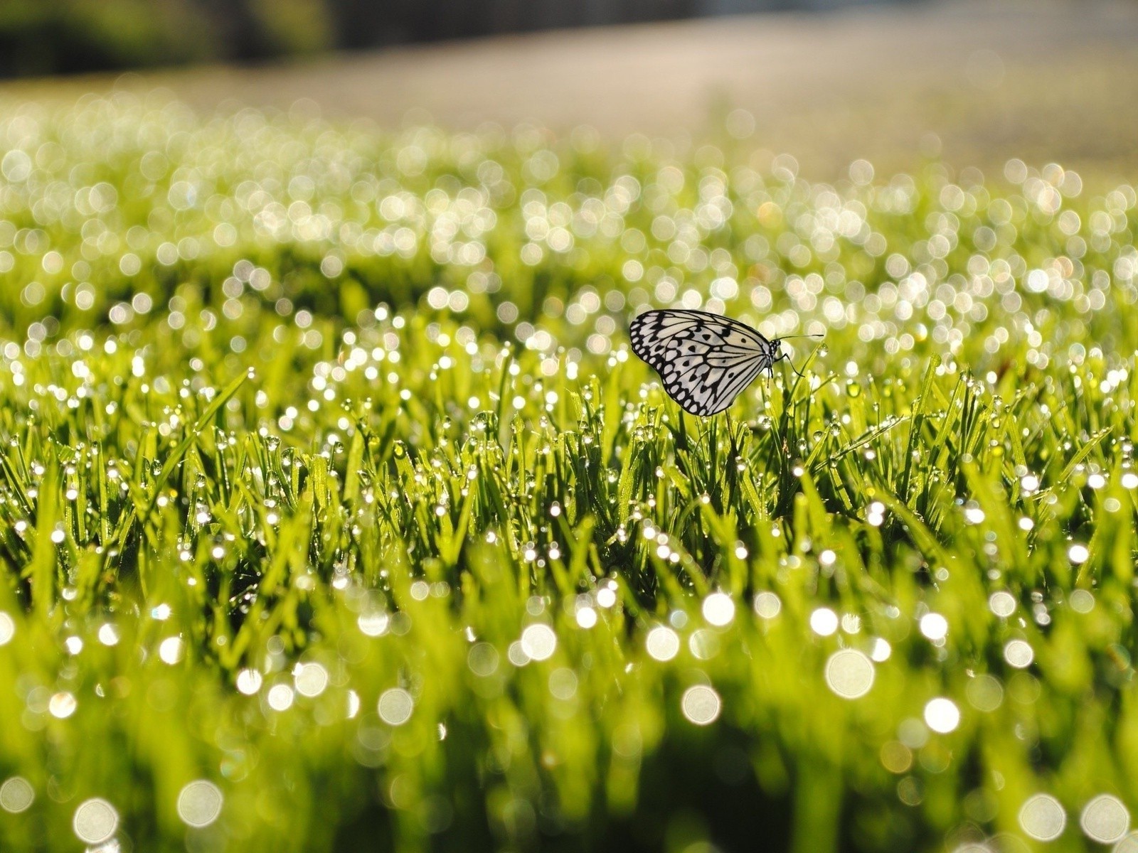 fields meadows and valleys grass field nature hayfield summer garden lawn sun flora outdoors fair weather dew rural growth rain leaf dawn season