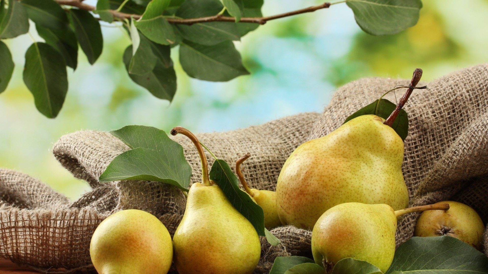 fruits alimentaire feuille pâturage juteux pomme poire nature automne en bonne santé agriculture grandir confiserie alimentaire flore santé bureau gros plan arbre